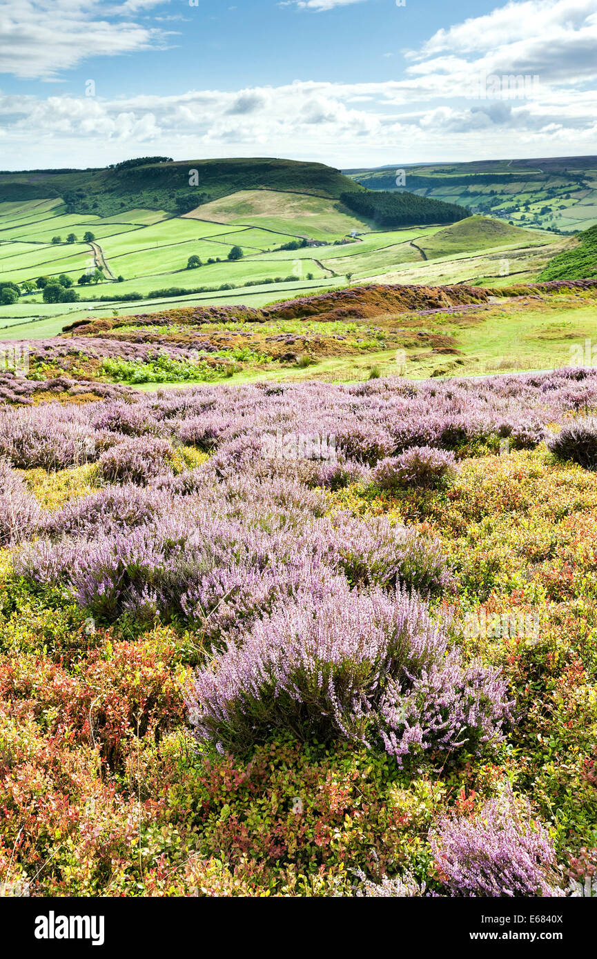 Heather on Danby Rigg with Little Fryup Dale  and Fairy Cross in the background Stock Photo