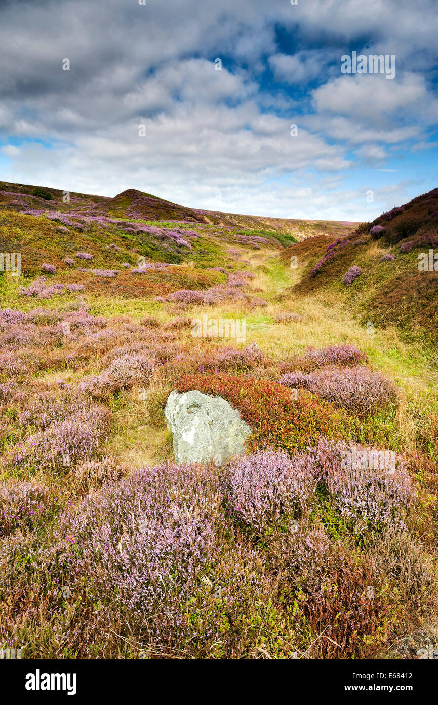 Heather on Danby Rigg Stock Photo