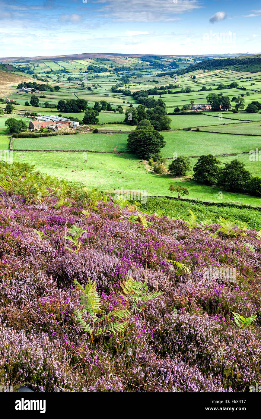 Heather on Danby Rigg with Little Fryup Dale in the background Stock Photo
