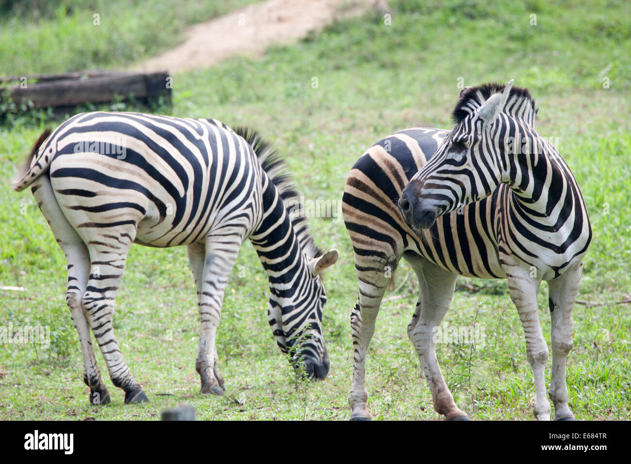 Zebra Social Pattern Social Patterns High Resolution Stock Photography and Images - Alamy