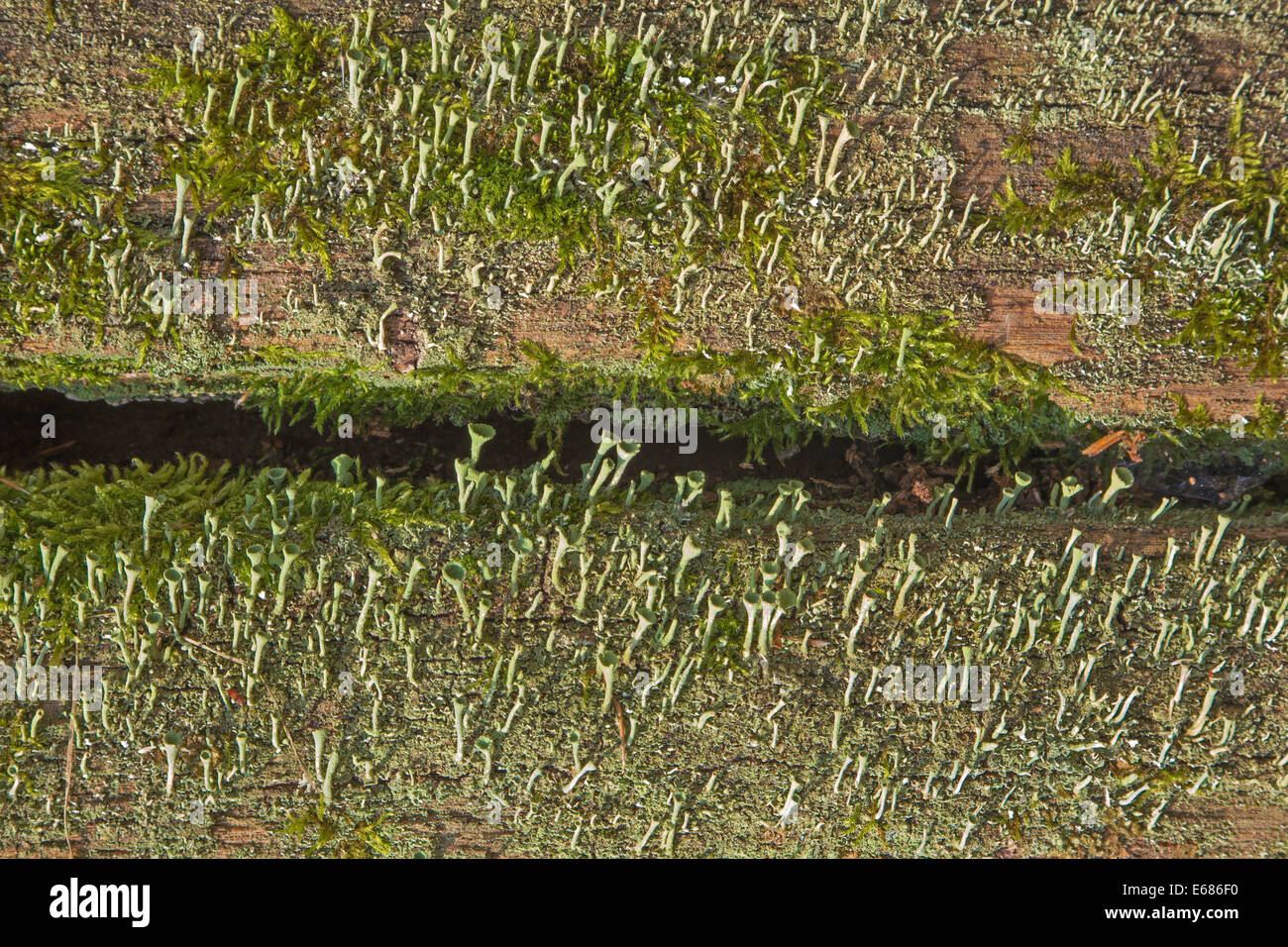 moos and lichen on the old stem - background Stock Photo