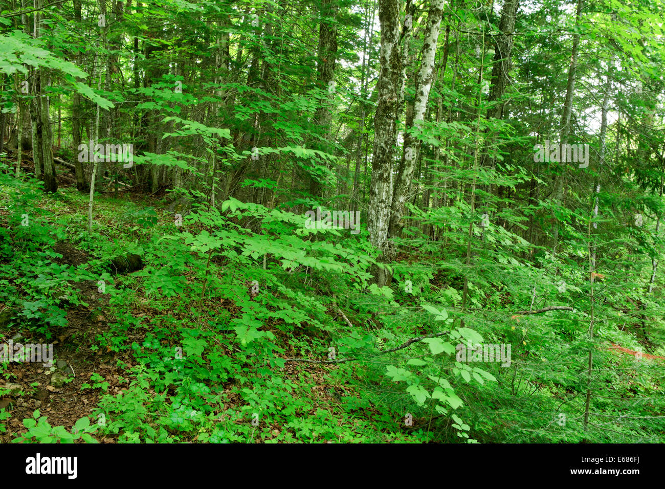 Trees and shrubs in the forest Stock Photo Alamy