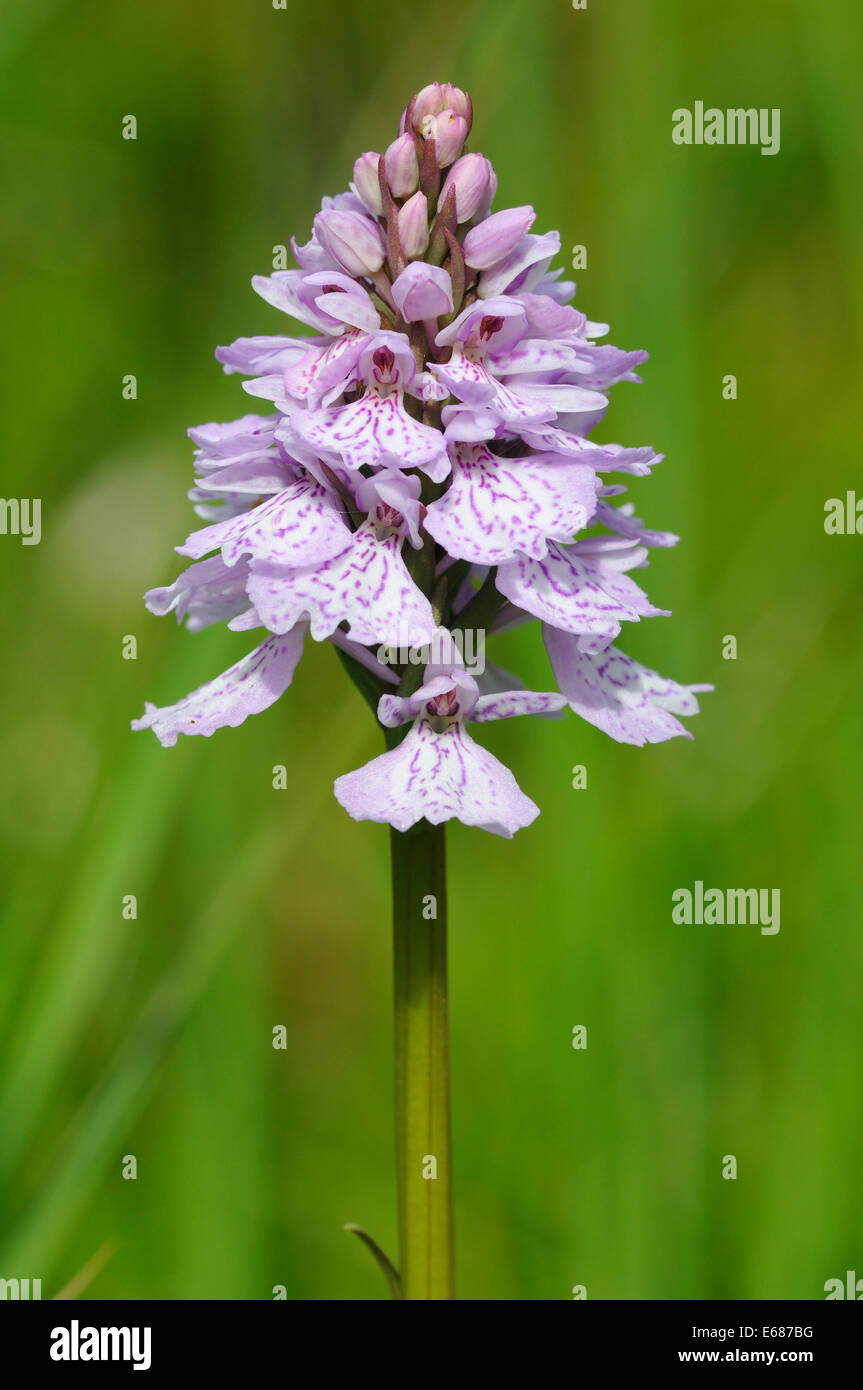 Heath Spotted Orchid - Dactylorhiza maculata ericetorum Rannoch Moor Stock Photo