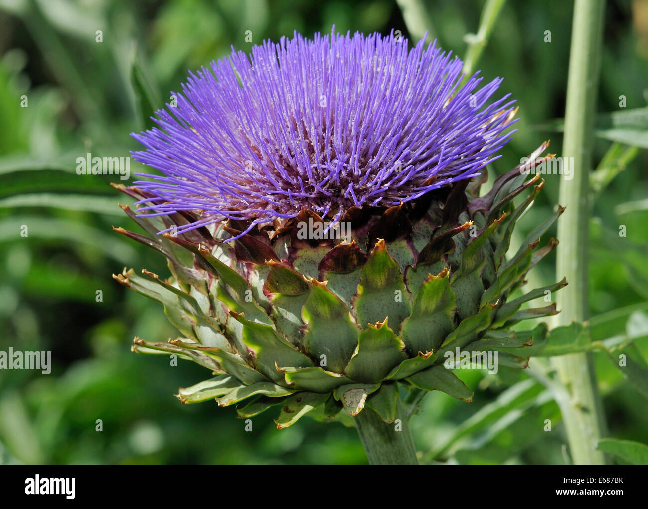 Cardoon - Cynara cardunculus Flower from western and central Mediterranean Stock Photo