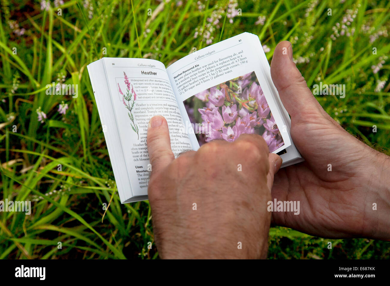 Man referring to his guide on Swiss plants and flowers. Stock Photo