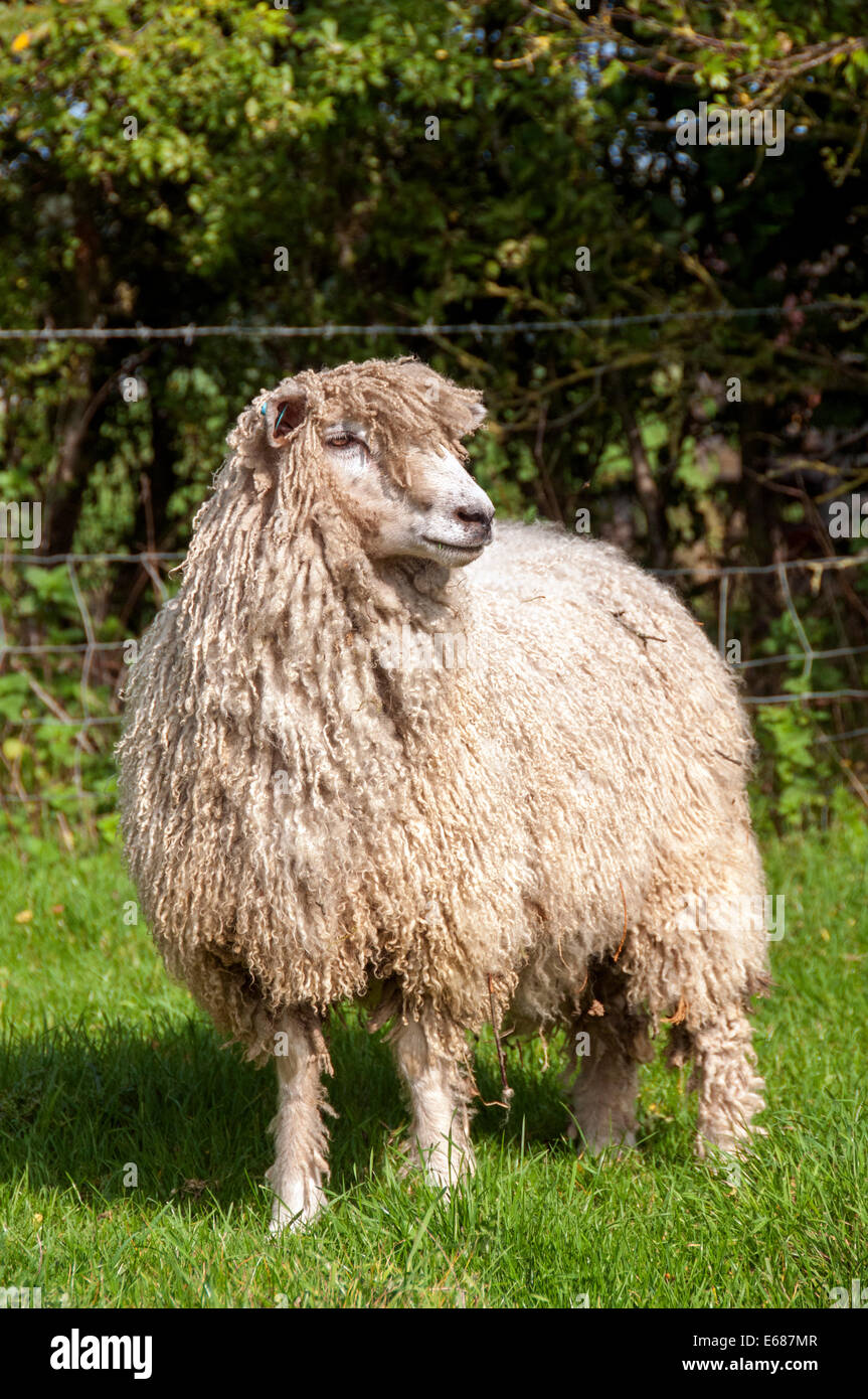 Cotswold sheep hires stock photography and images Alamy