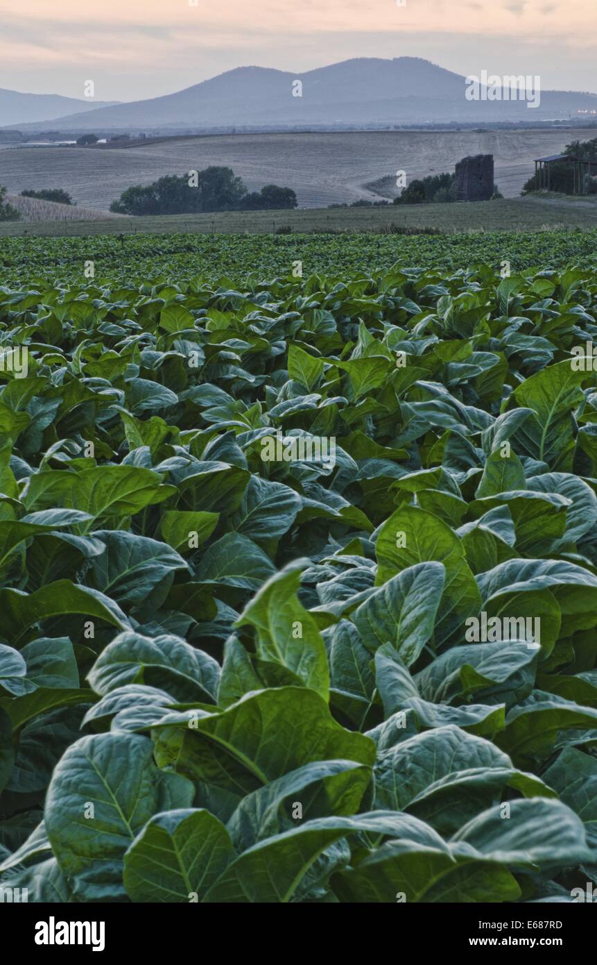 Tobacco (Nicotiana tabacum) coultivation in central Italy, Europe Stock