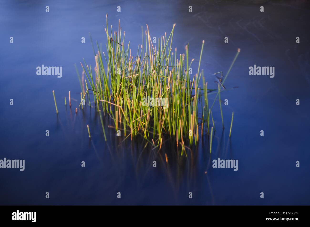 Water vegetation Stock Photo