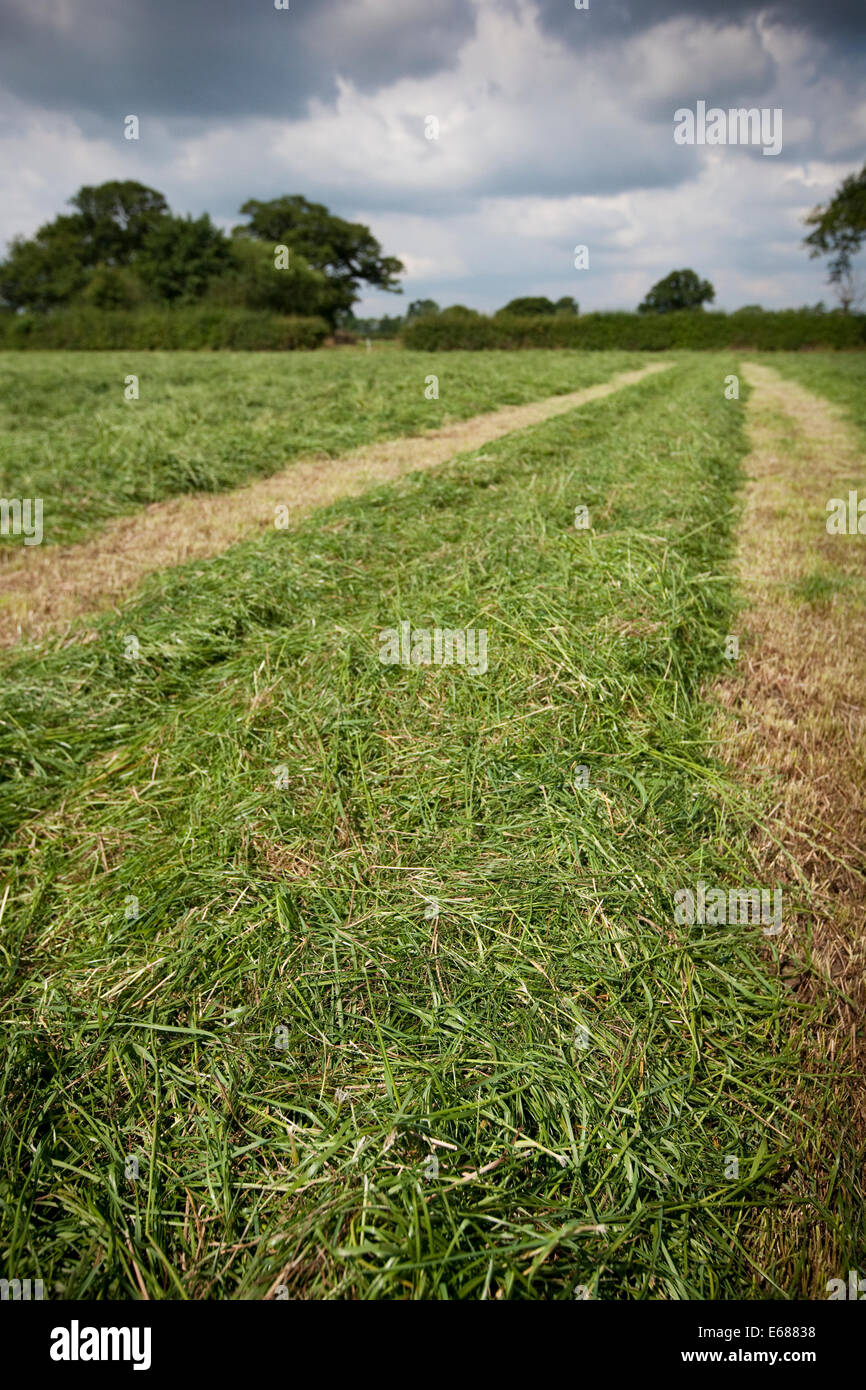 Cut grass in a field ready to make silage Stock Photo