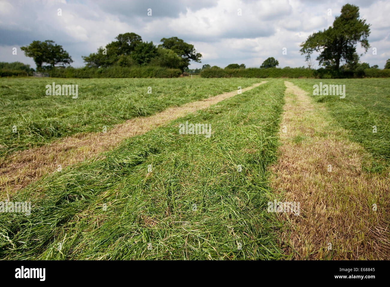 Cut grass in a field ready to make silage Stock Photo