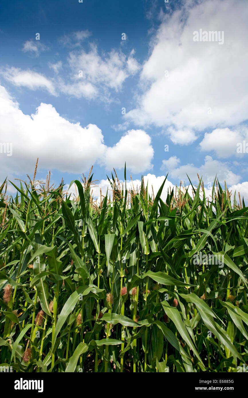 A growing crop of maize, Cheshire, UK Stock Photo Alamy