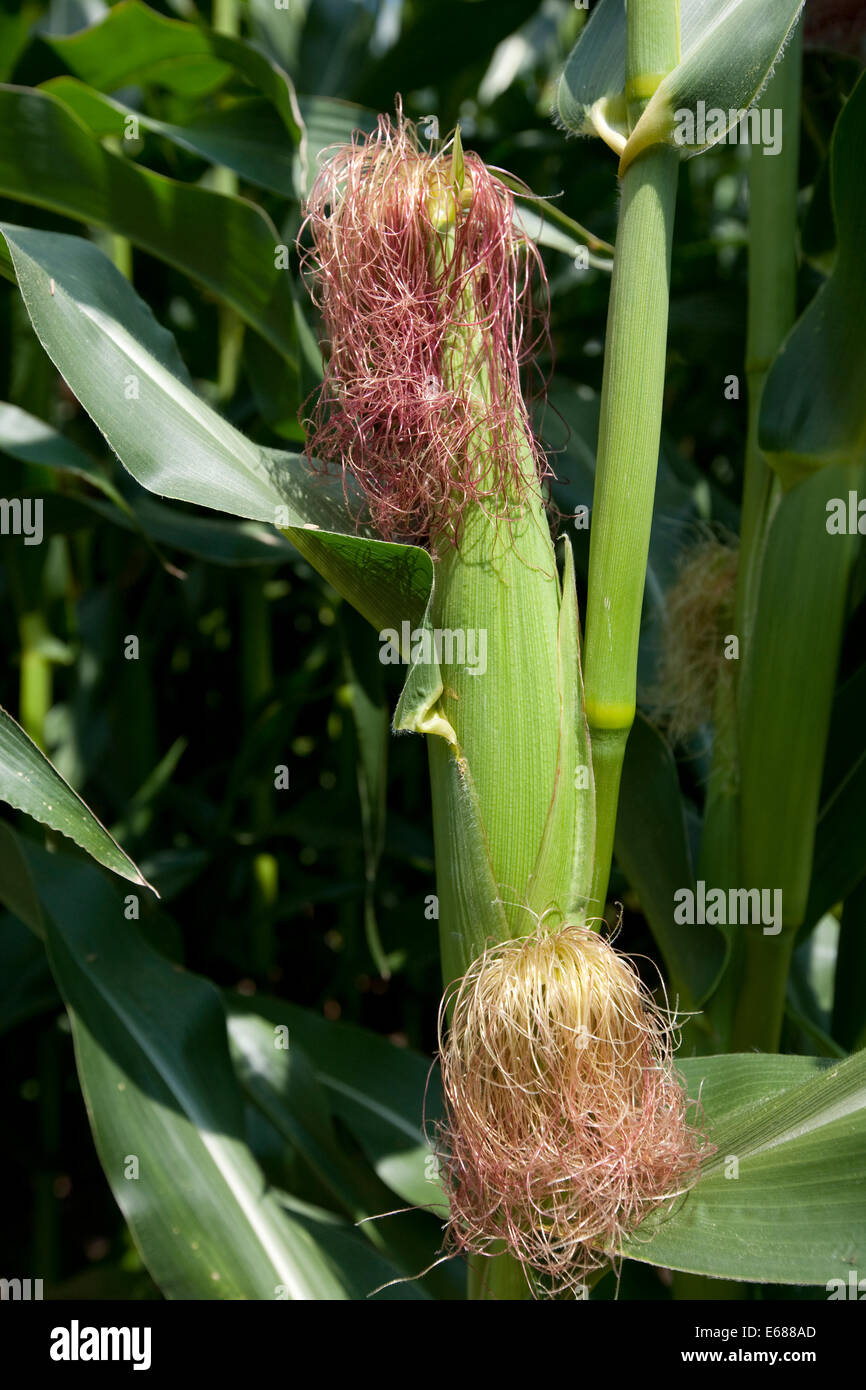 A growing crop of maize, Cheshire, UK Stock Photo Alamy