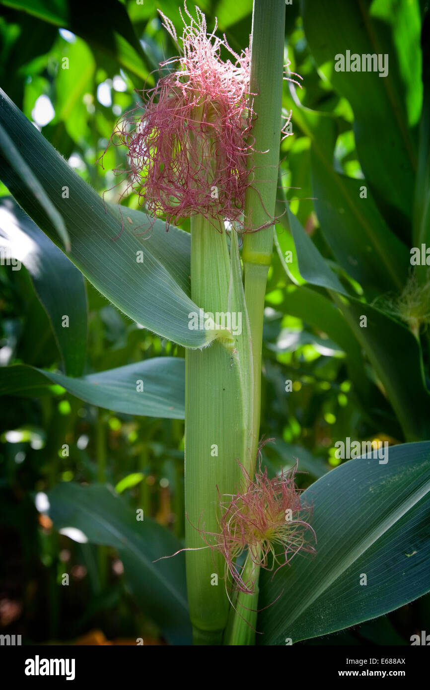 A growing crop of maize, Cheshire, UK Stock Photo
