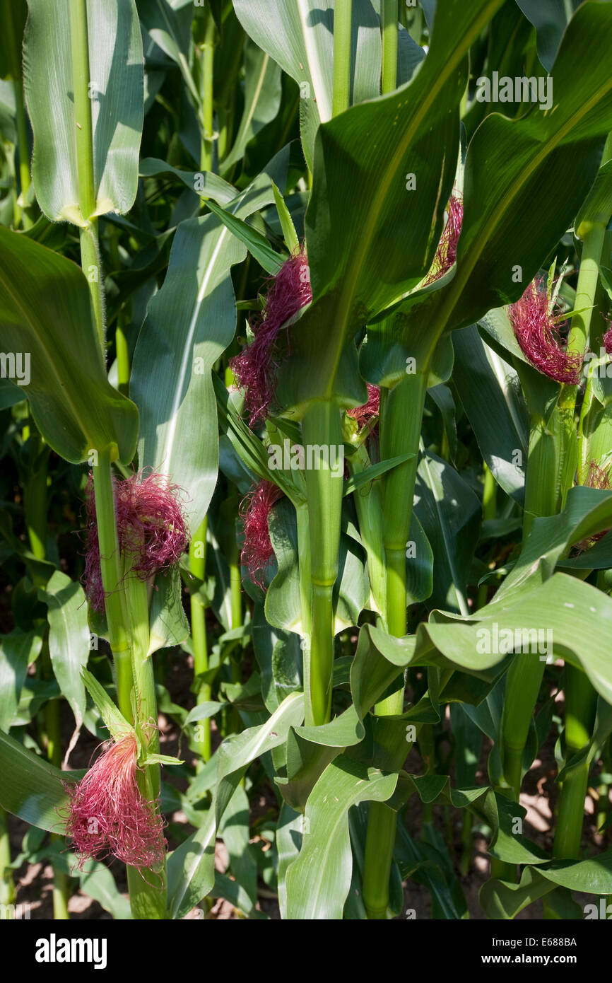 A growing crop of maize, Cheshire, UK Stock Photo
