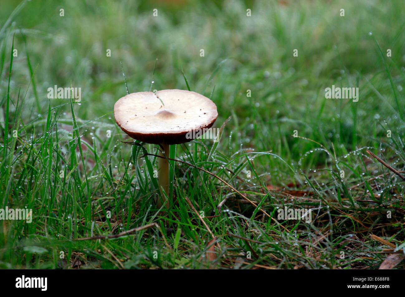 Wild mushroom mushrooms fungus foraging food grass Stock Photo