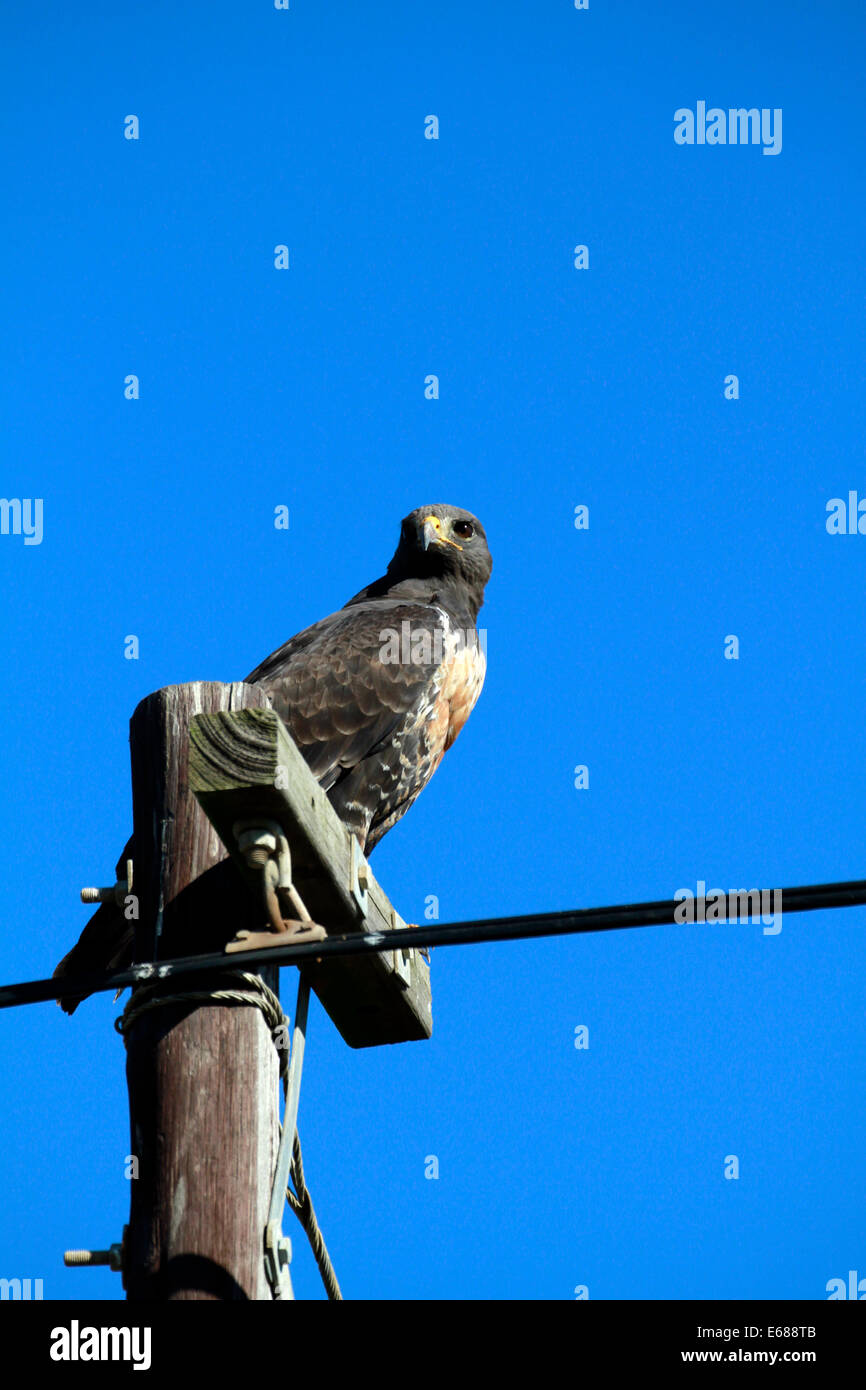 Buteo trizonatus (Forest buzzard) perched on a telephone pole near the ...