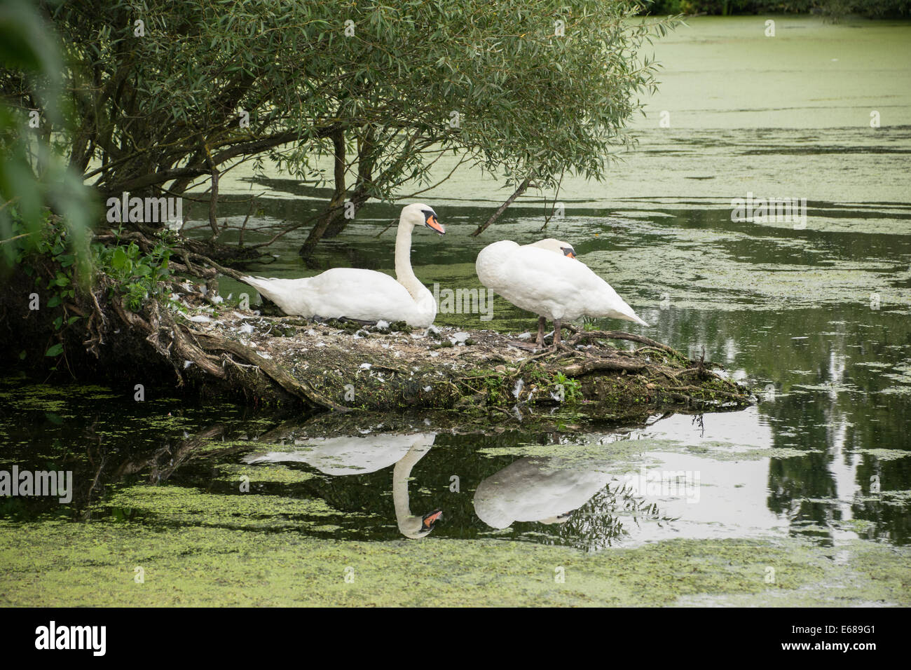 swan reflection Stock Photo