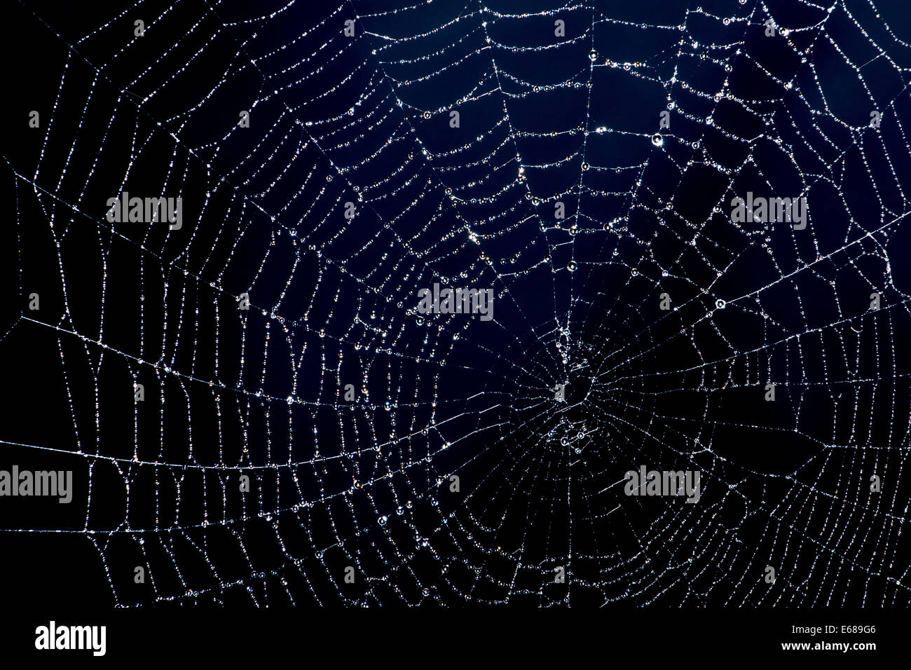 spider web with dew droplets Stock Photo