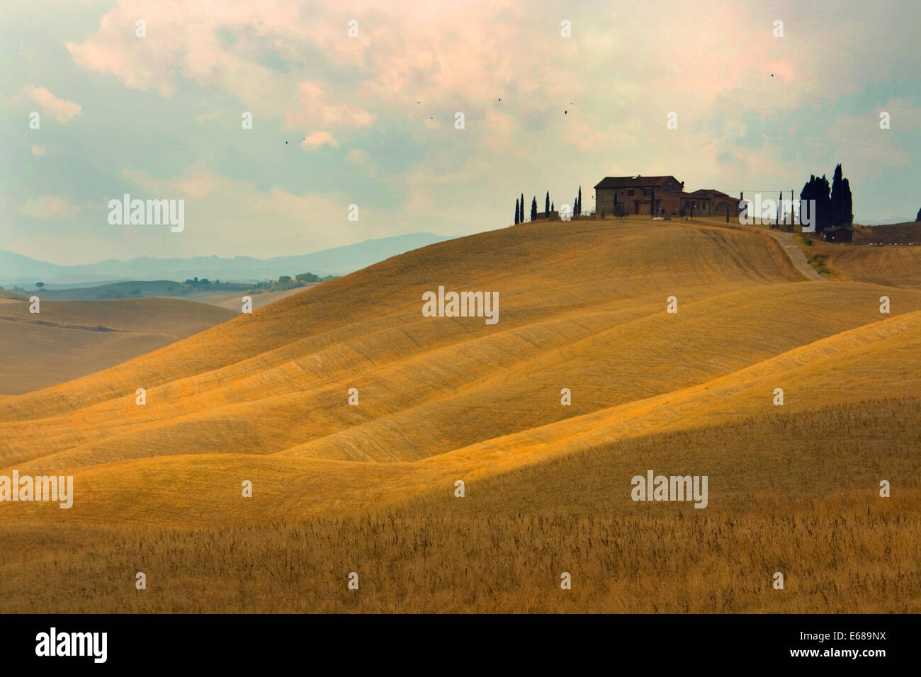 yellow Tuscany fields in autumn, with crows flying above Stock Photo