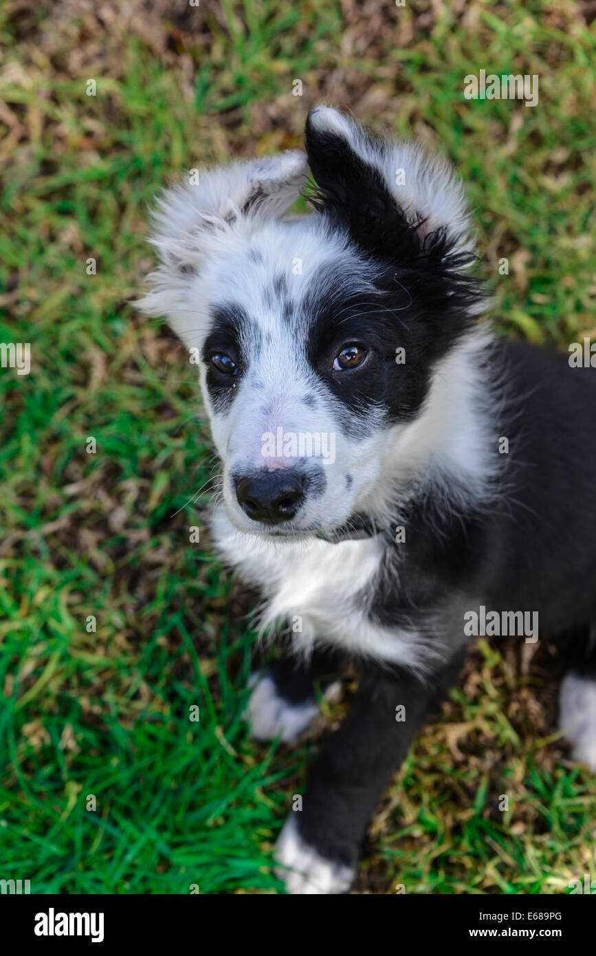 Border collie 14 weeks cheap