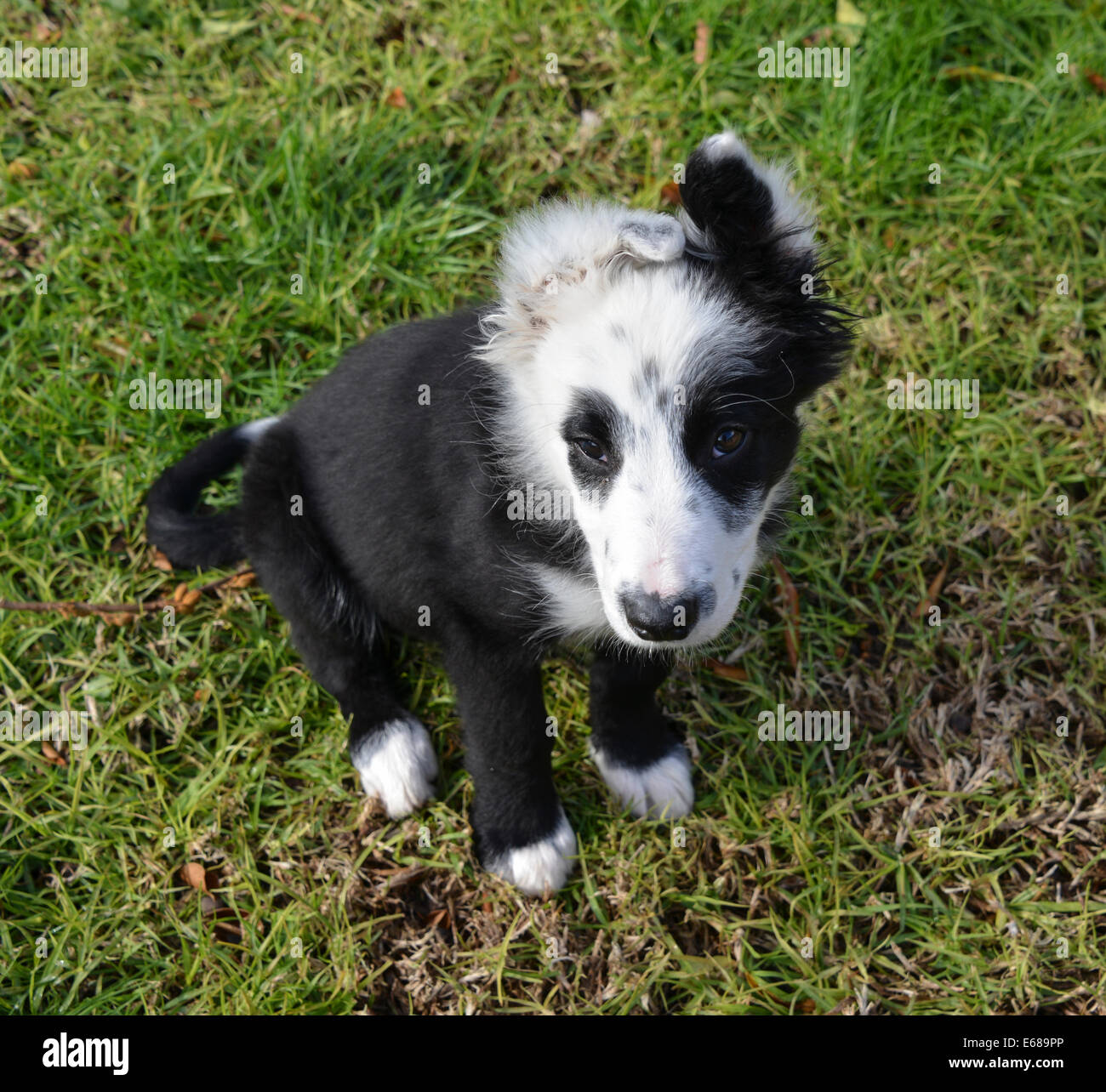 Border collie puppy 14 weeks hi res stock photography and images