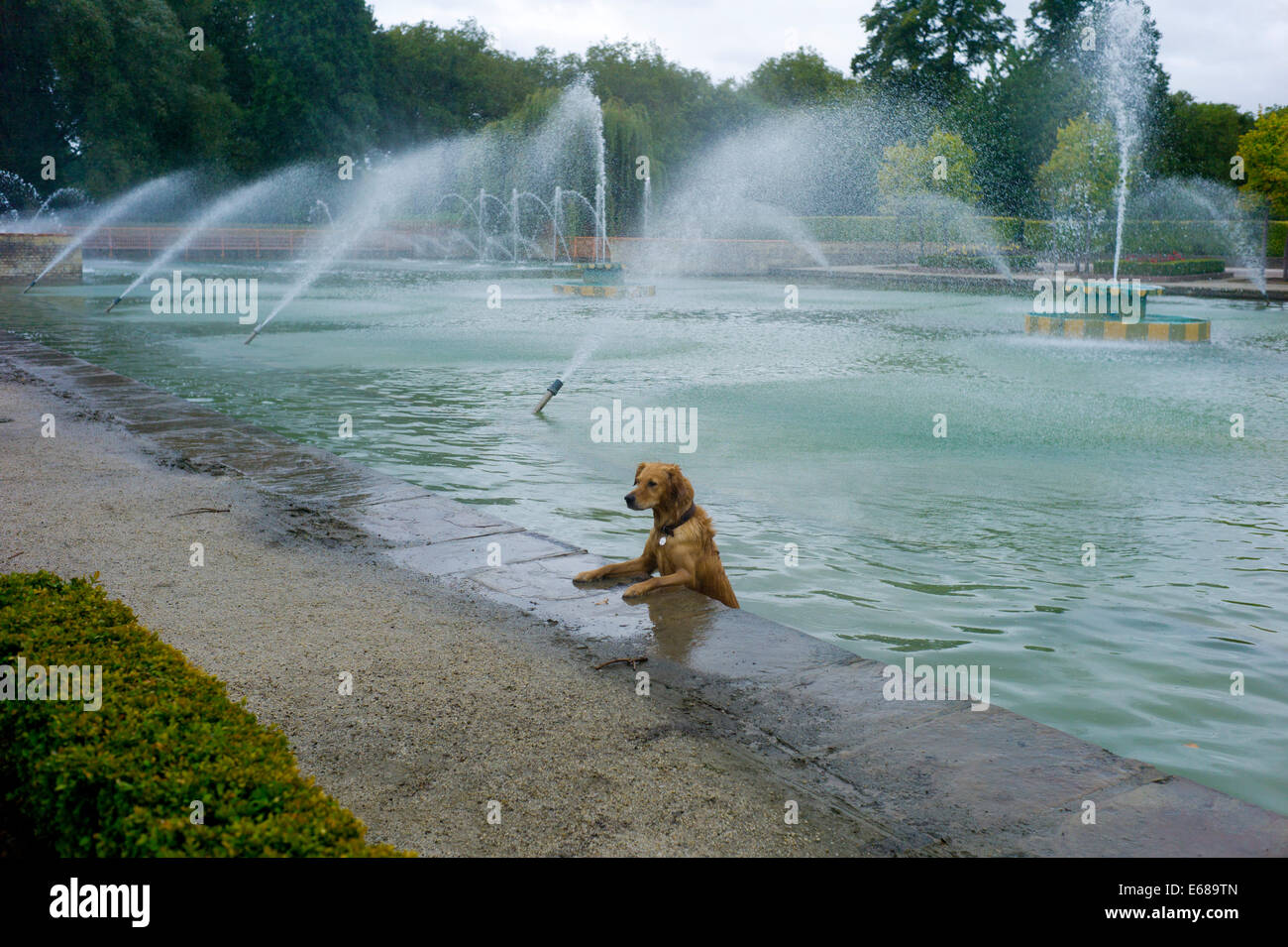 Battersea Park, London, England,UK. Aug 2014 A dog takes a swim in the