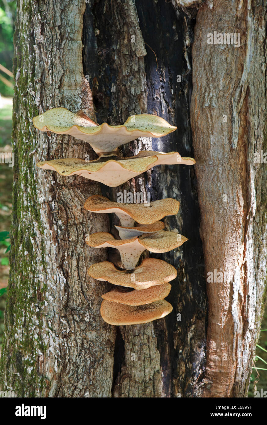 Dryad saddle (Polyporus squamosus) fungi on a tree Stock Photo