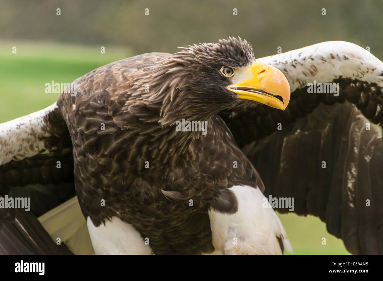 Largest sea eagle hi-res stock photography and images - Alamy