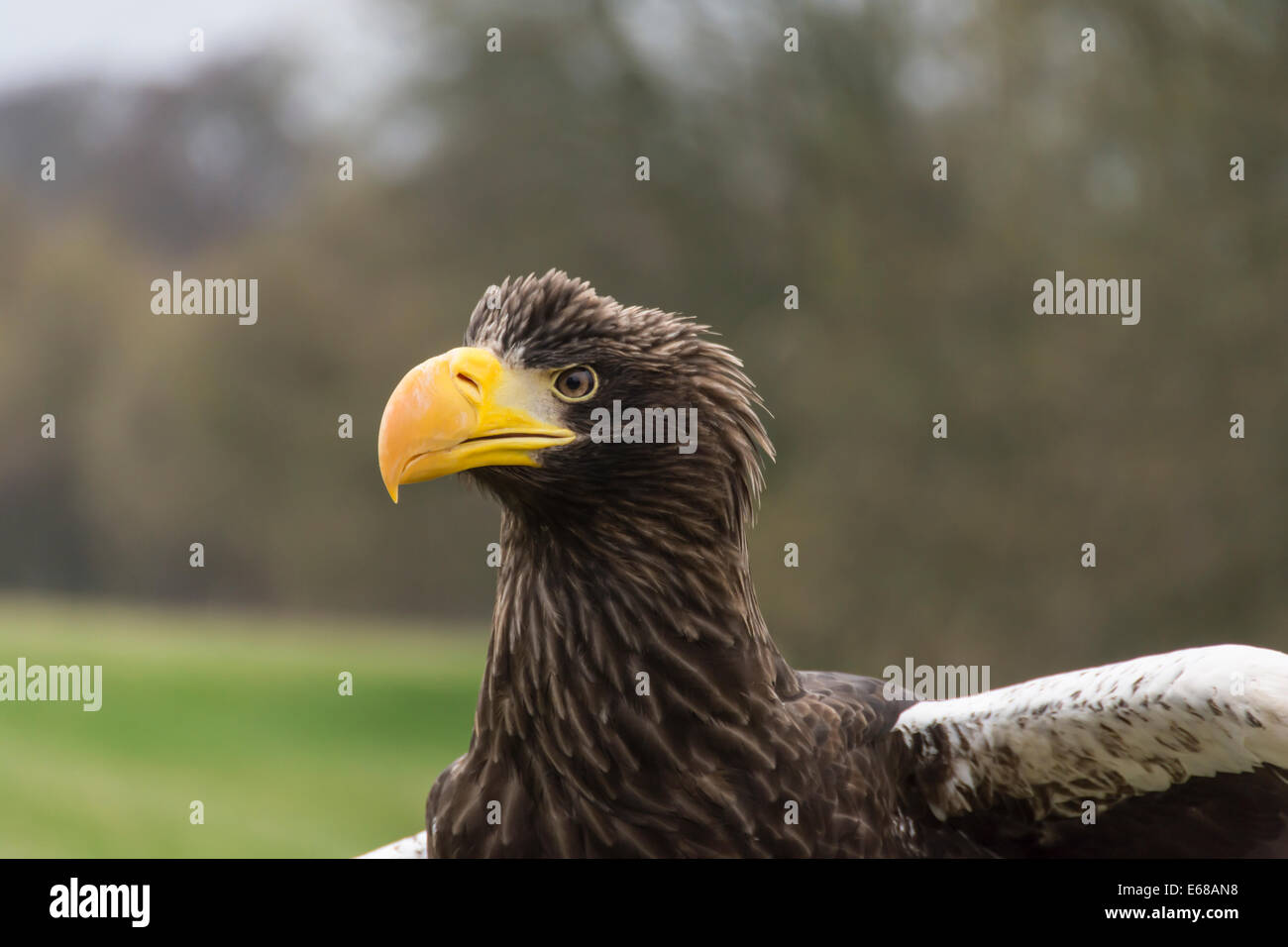 Biggest sea eagle portrait of an eagle hi-res stock photography and ...