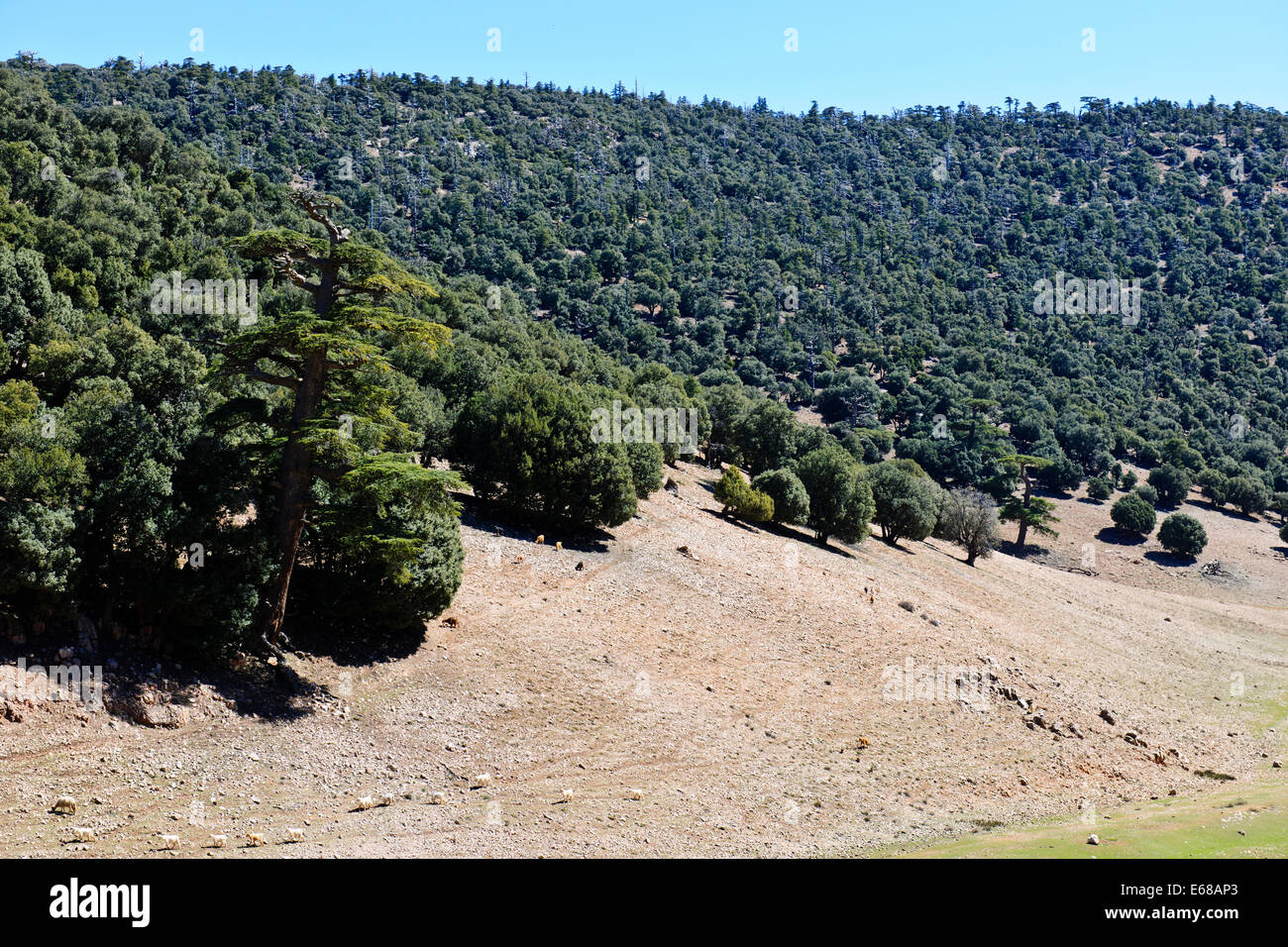 Faz er rachidia hi-res stock photography and images - Alamy