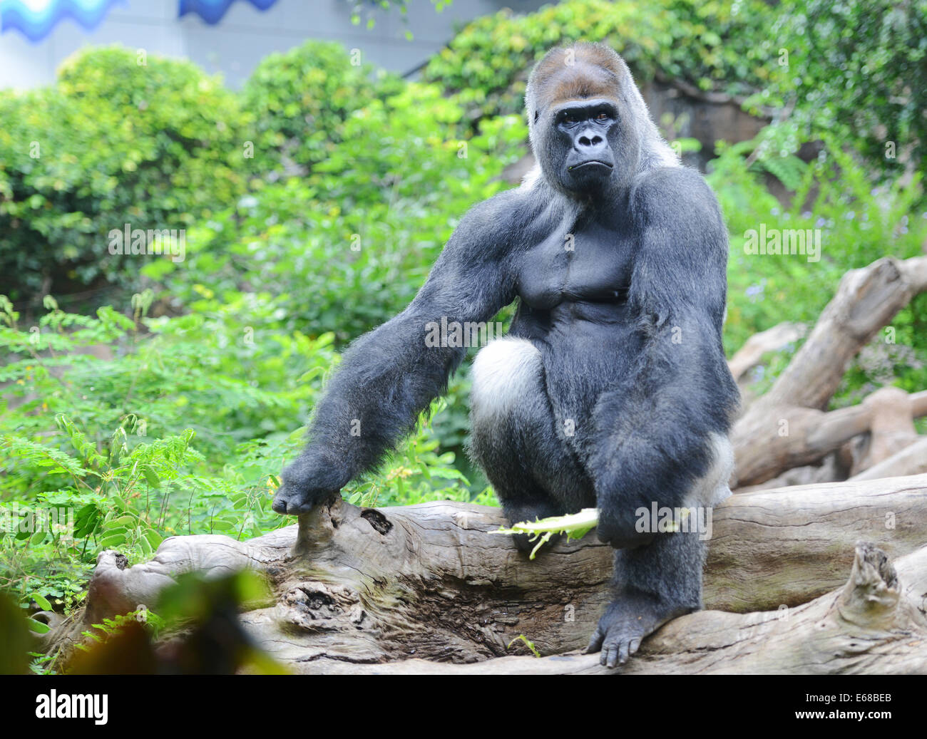 Loro Parque, Tenerife, Canary Islands, Silverback Gorilla, Loro wildlife park or zoo, Tenerife, Spain Stock Photo