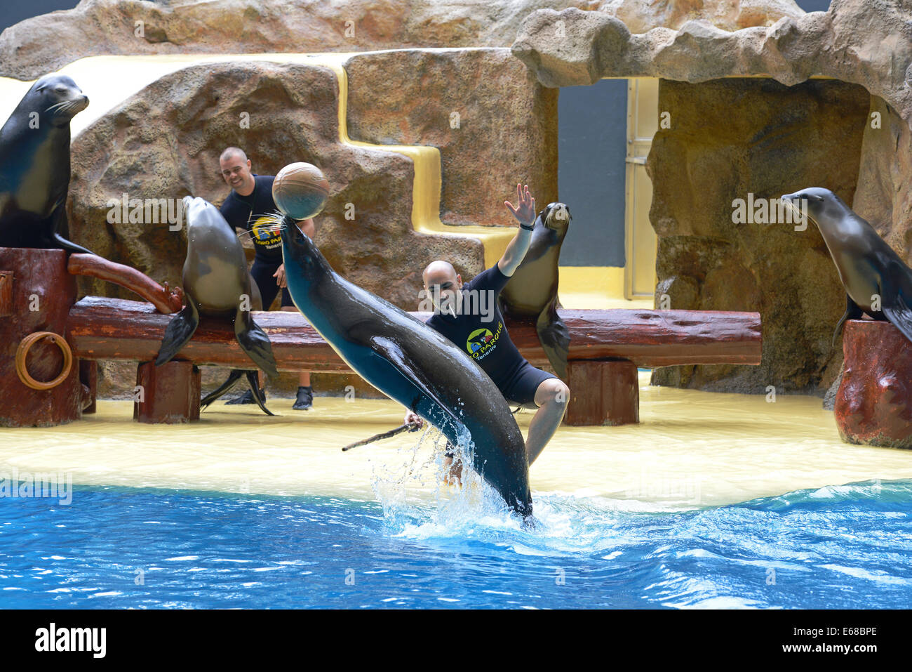 Loro Parque, Tenerife, Canary Islands, Sea Lion performance, Loro wildlife park or zoo, Tenerife, Spain Stock Photo