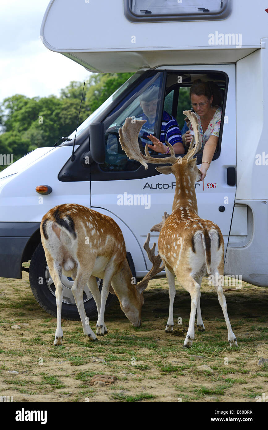 Longleat Safari Park, feeding fallow deer, Wiltshire, England, UK Stock Photo