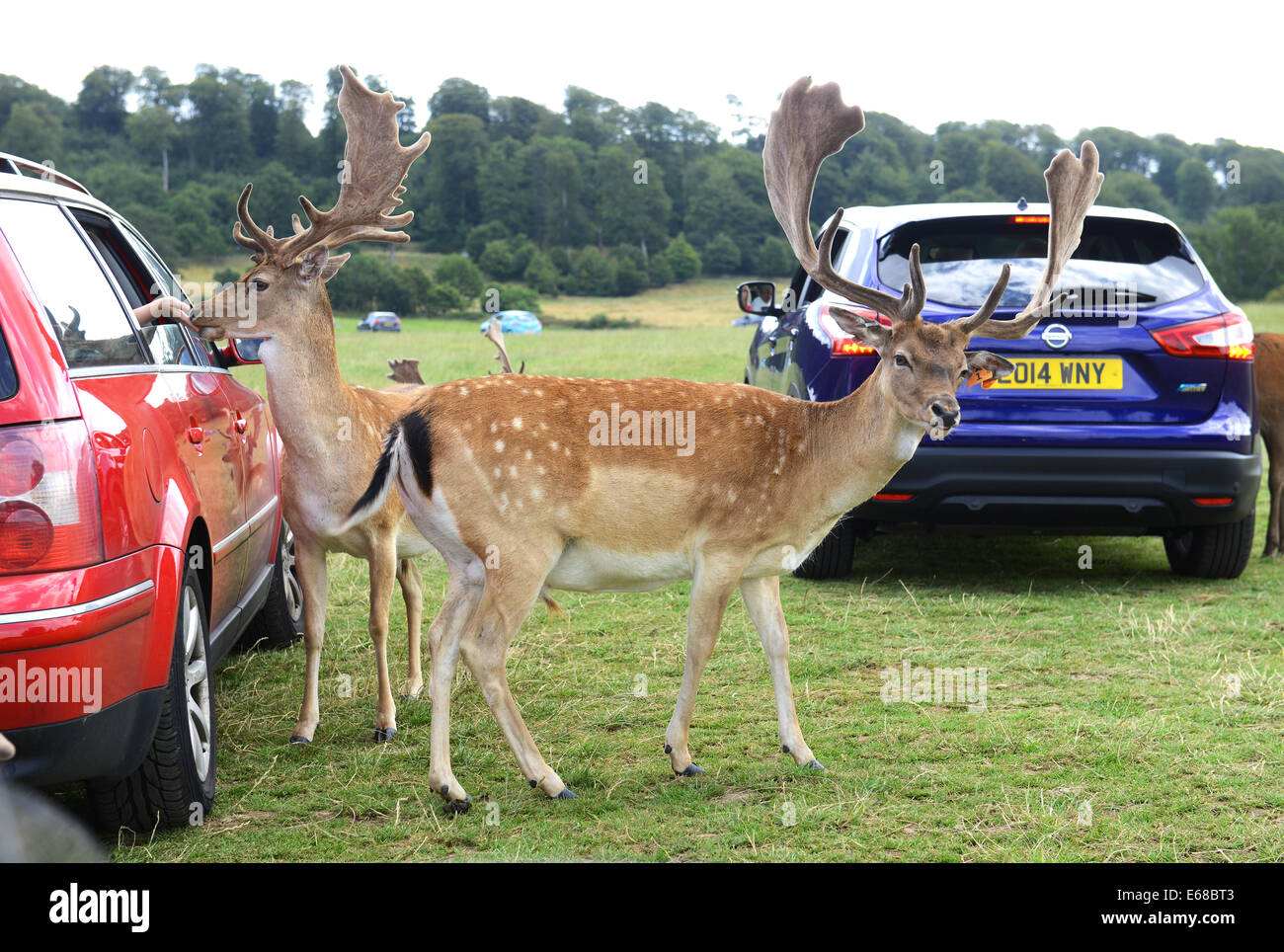 Longleat Safari Park, feeding fallow deer, Wiltshire, England Stock