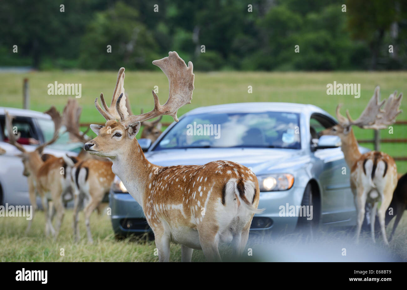 Longleat Safari Park, feeding fallow deer, Wiltshire, England Stock
