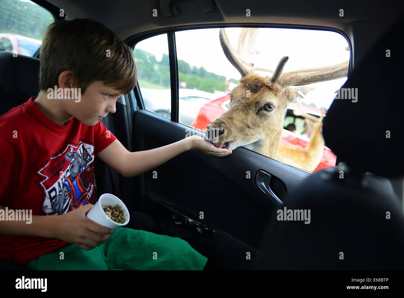 Longleat Safari Park, feeding fallow deer, Wiltshire, England Stock