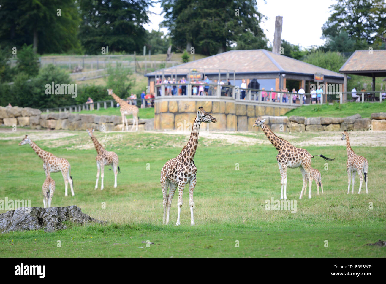 Longleat Safari Park, Giraffe enclosure, Wiltshire, England Stock Photo