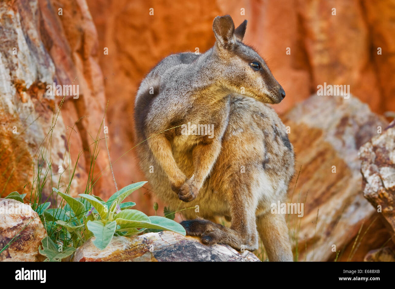 Black-footed Rock-wallaby sitting on a rock. Stock Photo