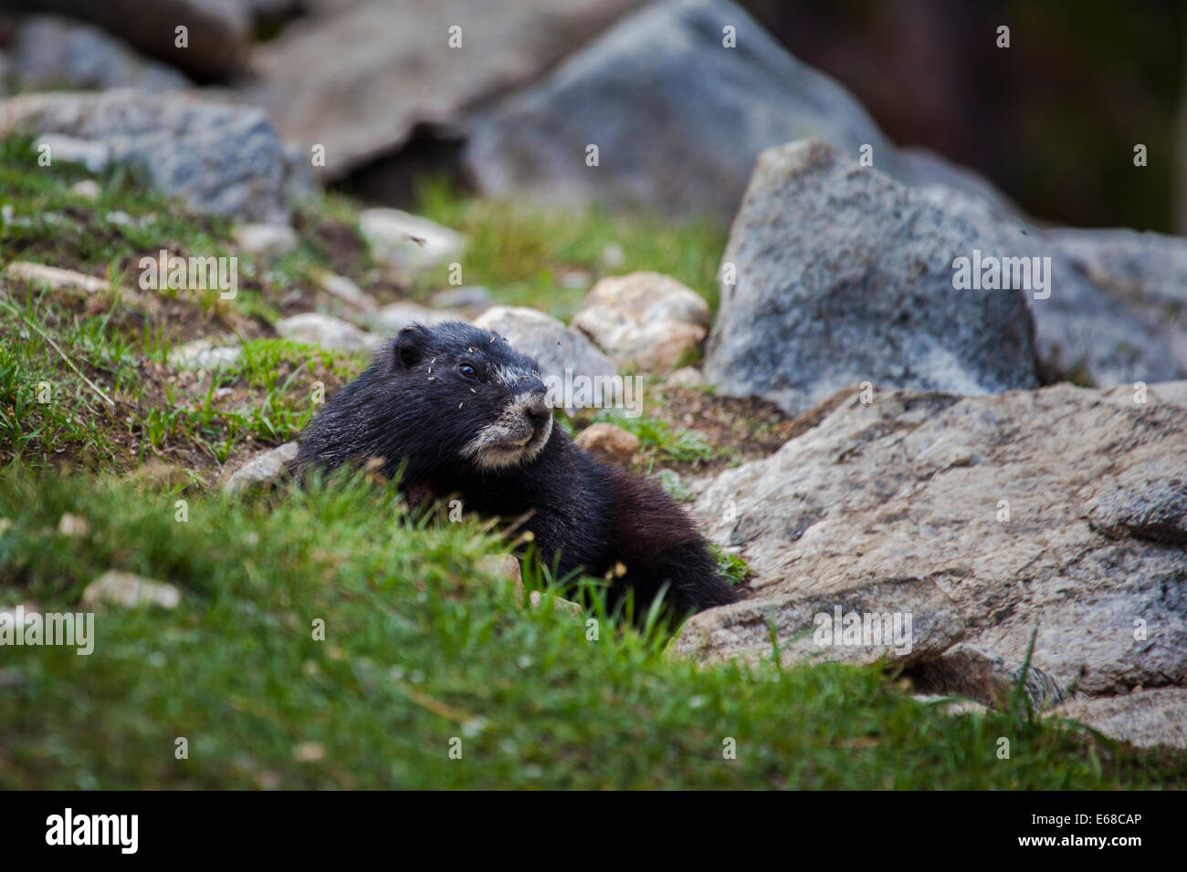 marmot teton