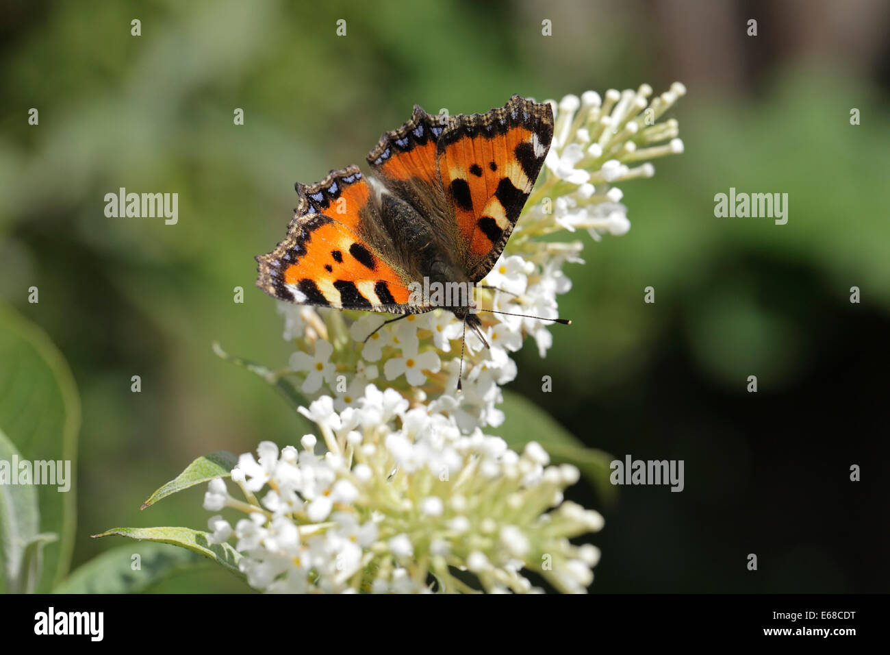 Small Tortoiseshell butterfly Aglais urticae feeding on white Buddleja / Buddleia flowers Stock Photo