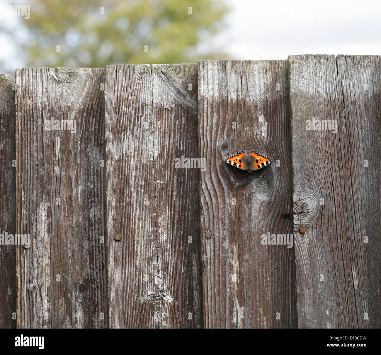 Small Tortoiseshell butterfly Aglais urticae on wooden fence Stock Photo