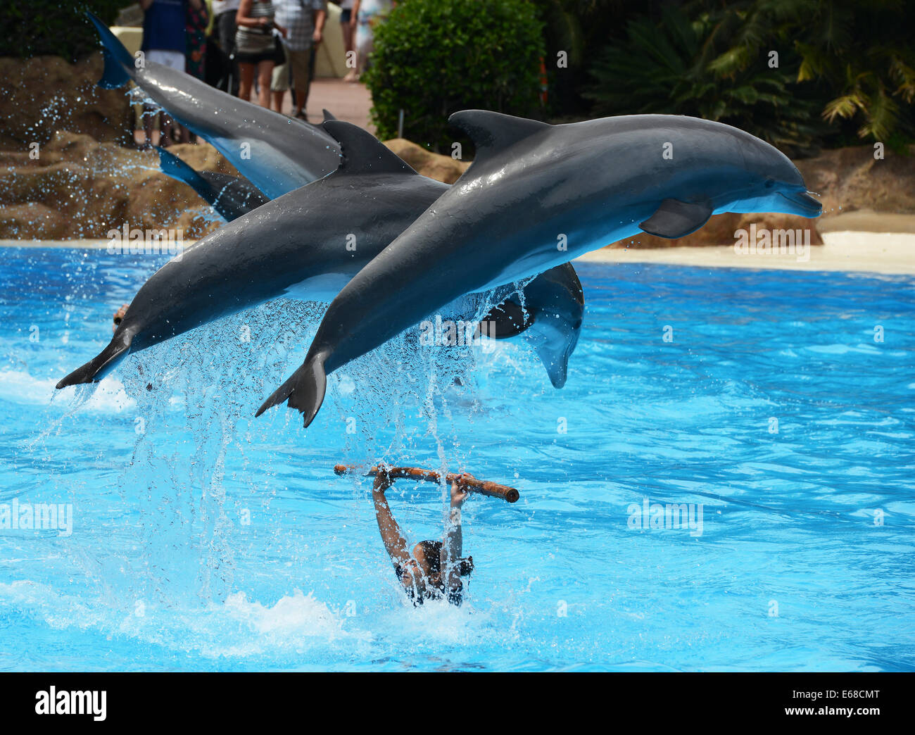 Loro Parque, Tenerife, Canary Islands, Dolphin display performance, Loro wildlife park or zoo, Tenerife, Spain Stock Photo
