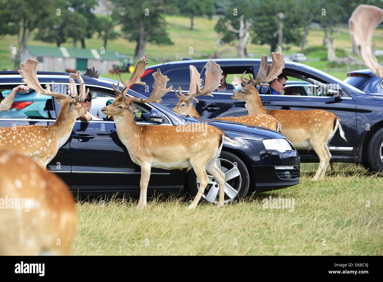 Longleat Safari Park, feeding fallow deer from cars, Wiltshire, England