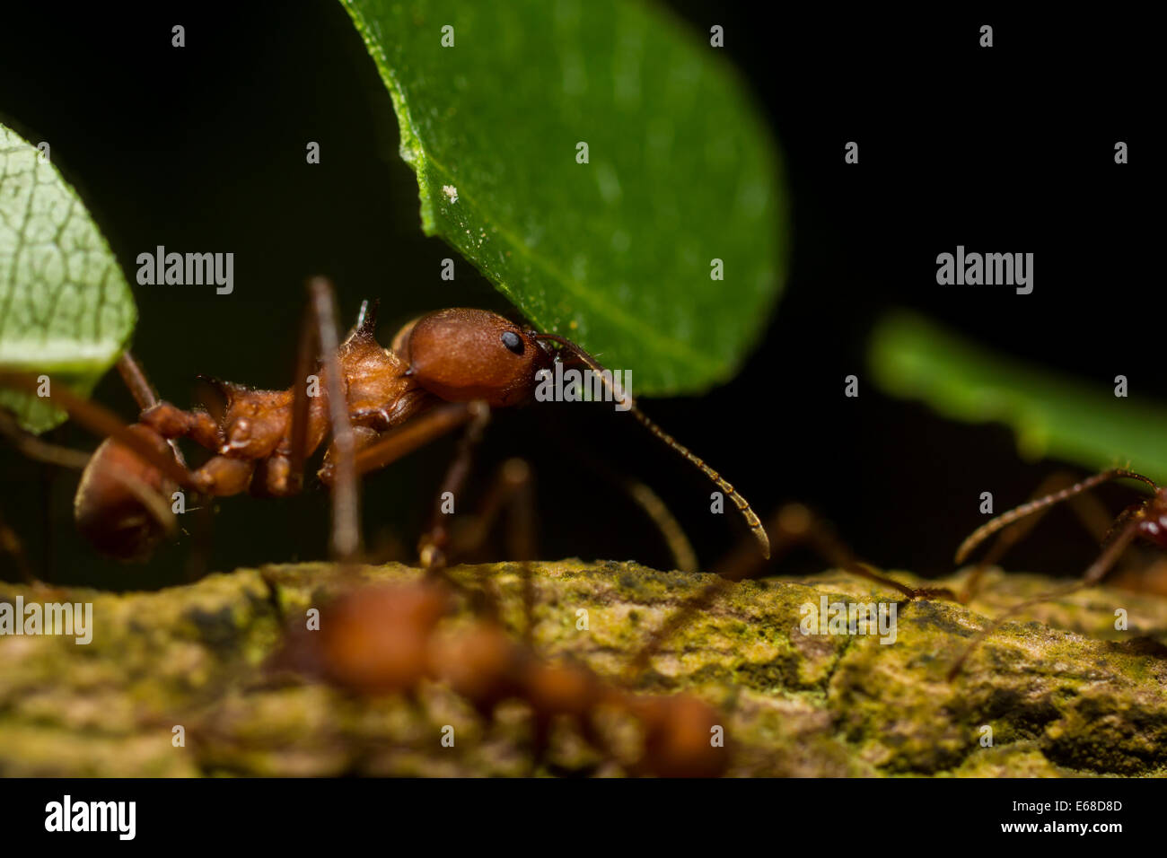 Leaf cutter Ant Atta genus, carrying vegetation back to its colony where they will use this to cultivate a fungus. Stock Photo