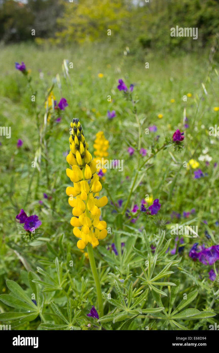 A wildflower meadow photographed in the Sobreda region of Portugal, south of Lisbon, April 2013 Stock Photo