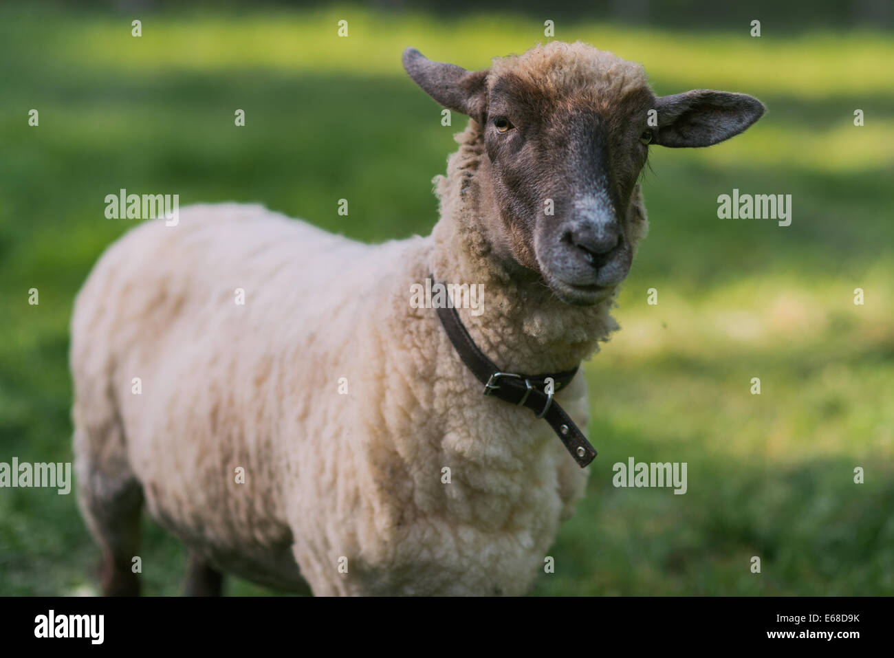 Sheep head collar 2025