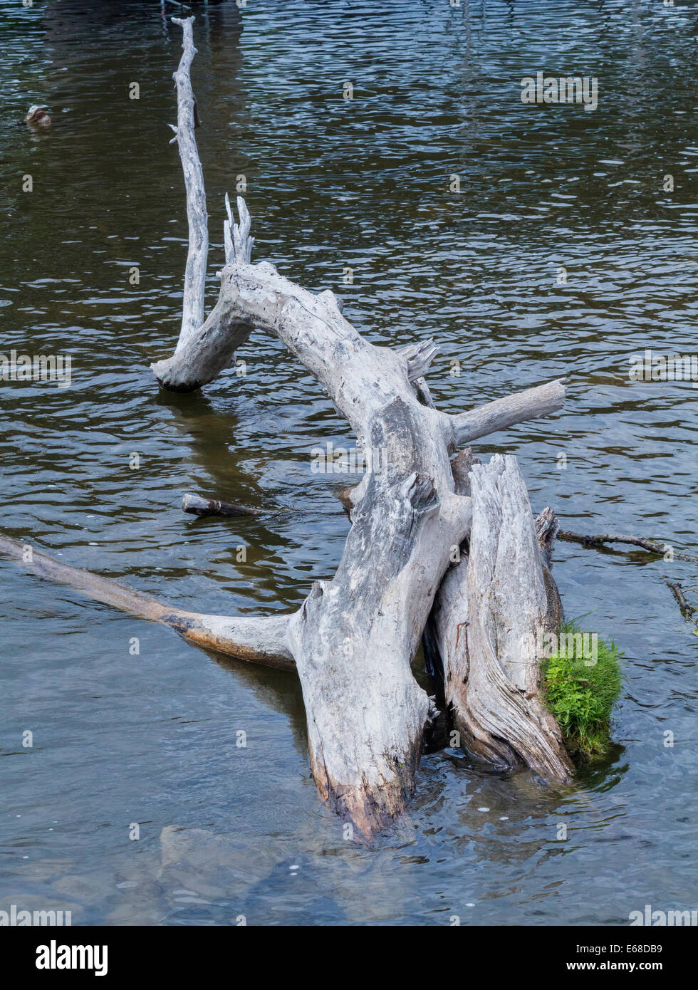 Driftwood logs protruding from the water Stock Photo
