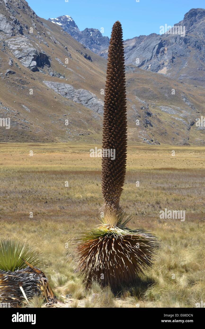 Flowering Puya Raimondi, the worlds largest Bromeliad, in the Cordillera Blanca, near Huaraz, Peru Stock Photo
