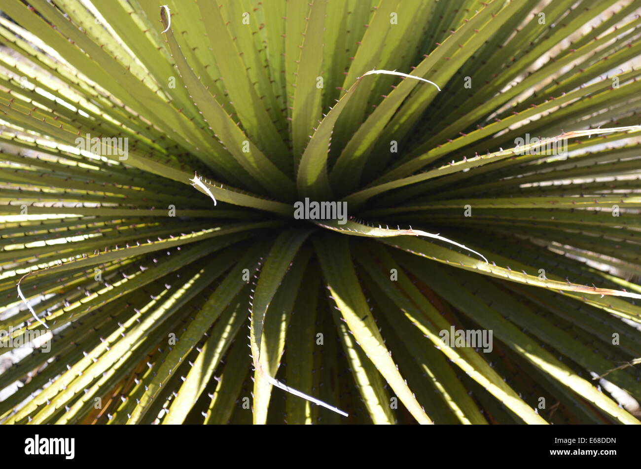 Close up of the leaves of a Puya Raimondi, the worlds largest Bromeliad, endemic across the Andes of Bolivia and Peru. Stock Photo