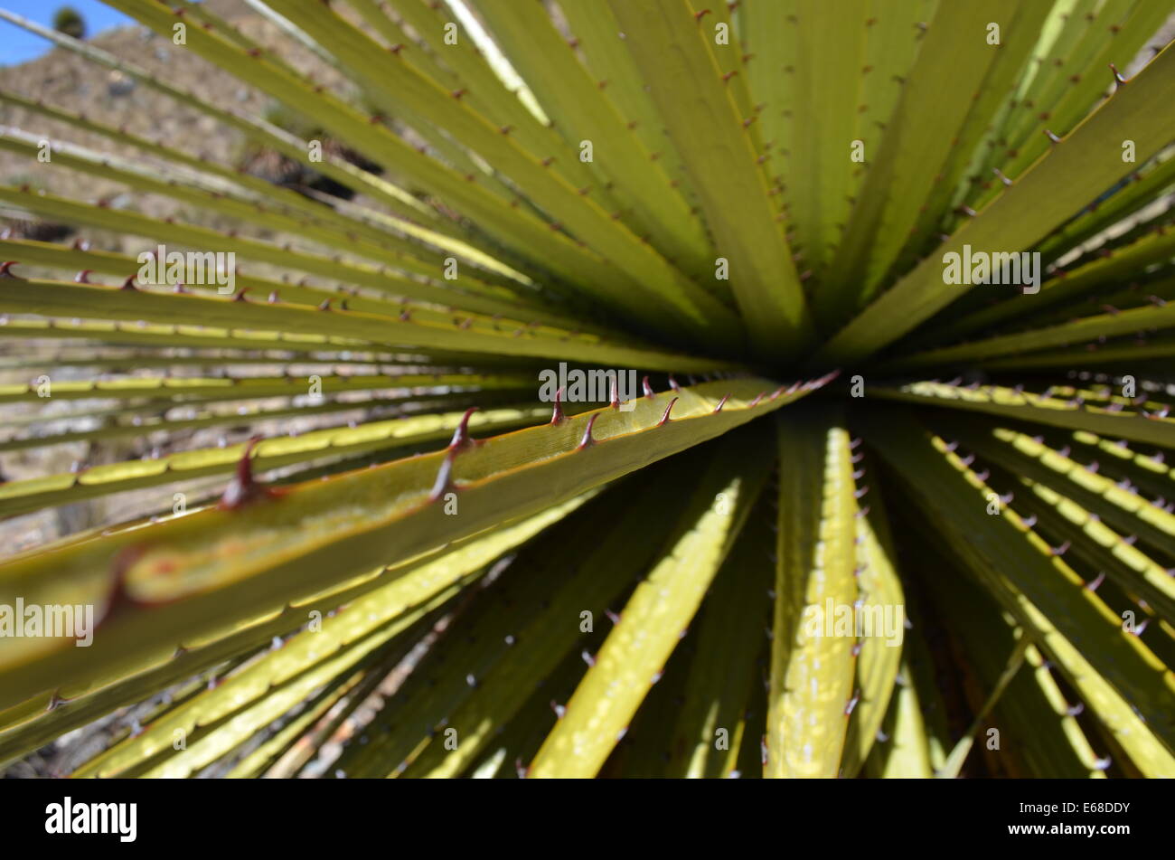 Close up of the leaves of a Puya Raimondi, the worlds largest Bromeliad, endemic across the Andes of Bolivia and Peru. Stock Photo